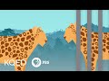 Understanding Modern Zoos and Their Impact
