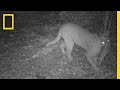 Mountain Lion Conservation and Research