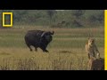 Buffalo Bull and Lion Interaction