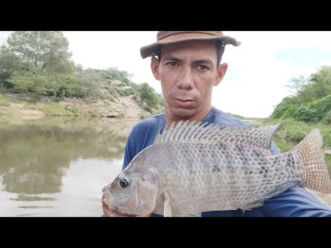 FRITANDO TILÁPIA GIGANTE VOLTA APARECE NO RIO PARAÍBA