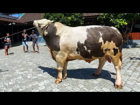 BARU DATENG UDAH NG4MUK !! SAPI QURBAN JUMBO & GANTENG !! BERATNYA 1 TON UP