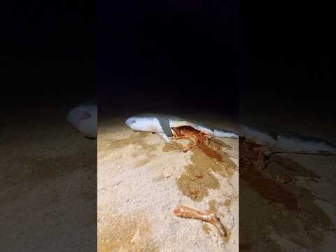 When a shark eats a human💀 #specialeffects #shark #animals #edit