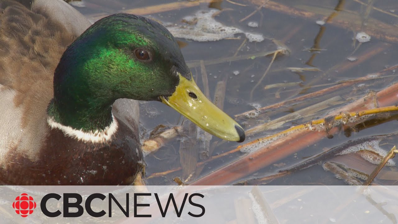 Avian flu on Canadian Poultry Farms Raises Concerns of Outbreaks