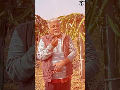 Best Variety of Dragon fruit Farming #dragonfruitfarming पूरी वीडियो के लिए ऊपर क्लिक करें
