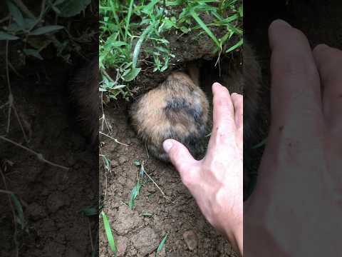 #pet #rabbiteating #animals #birds #rabbit #cute #short #shorts #shortvideo