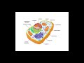 Cell Organelles and Protein Functions