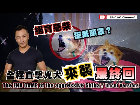 絕育惡柴 抗拒頭罩?  全程直擊兇犬「來襲」來最終回！ The END GAME of the aggressive Shiba? Uncut Version!