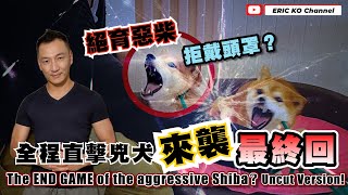 絕育惡柴 抗拒頭罩?  全程直擊兇犬「來襲」來最終回！ The END GAME of the aggressive Shiba? Uncut Version!