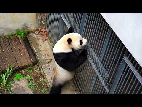 The giant panda is hungry and looking for food