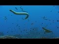 Adaptations of Sea Snakes