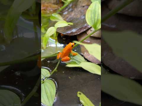 Breeding my golden mantellas (mantella aurantiaca)