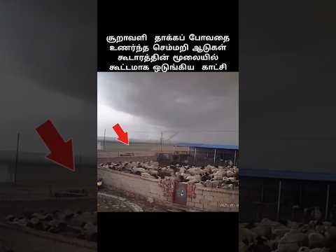 சூறாவளி தாக்க போவதை உணர்ந்த செம்மறி ஆடுகள்😱 #shorts #animals #trending