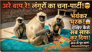 🐵🔥 Rooftop पर लंगूरों का फुल धमाल | Langur Eating Gram Video