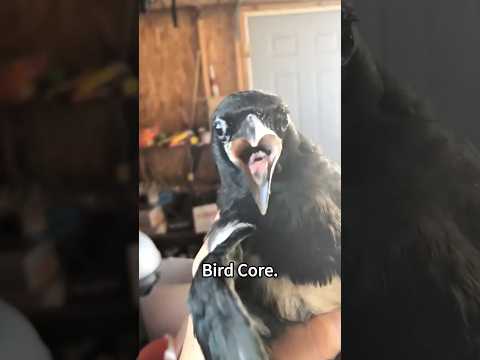 Bird 🤣#bird #birds #birdlovers #crow #shorts #short