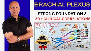 Brachial Plexus | Upper Limb Anatomy | Neurology