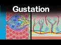 Taste Signal Transduction Mechanisms
