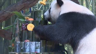 World's only living giant panda triplets celebrate 11th birthday
