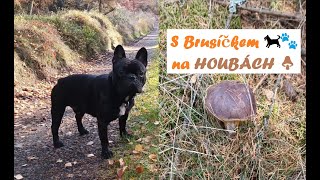 Houbaření 🍄 s Brusíčkem 🐕🐾 ( part 2 )