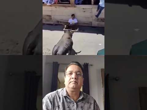 Unbelievable! Bull Refuses to Attack