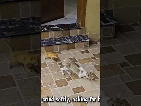 Lame cat spent her last strength to save her kittens