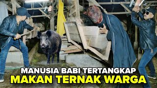 BABI NGEPET MASUK PETERNAKAN WARGA BERHASIL DI KEPUNG
