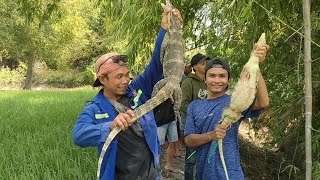 Berburu Biawak meresahkan warga