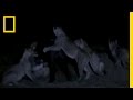 Hunting Strategies of Young Lions