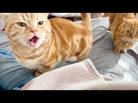 よくおしゃべりする息子猫と遠慮がちなパパ猫。