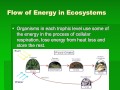 Ecosystem Dynamics and Energy Flow