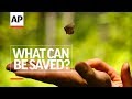 Conservation and Endangered Species