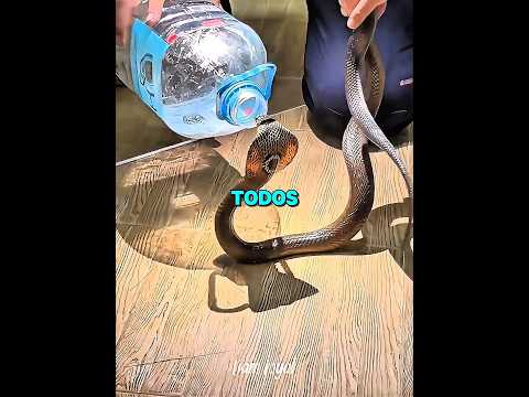 Valiente bombero rescató a la serpiente