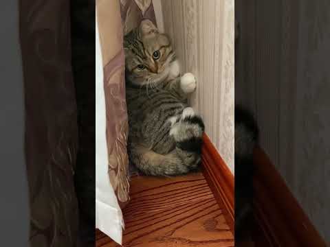 This cat is a bit shy
