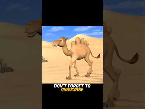 পাঁচ কুজঁ ওয়ালা উট। #3danimation