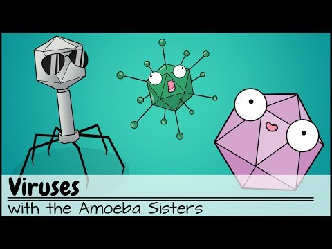 Amoeba Sisters Virus Worksheet Jobs Ecityworks