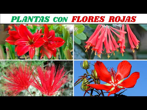 10 PLANTAS con FLORES ROJAS muy DECORATIVAS