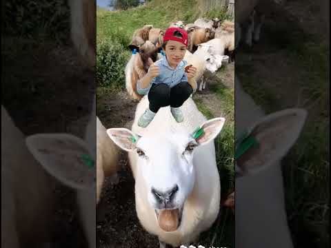 ياغنماتي ماع ماع 🐑🐏