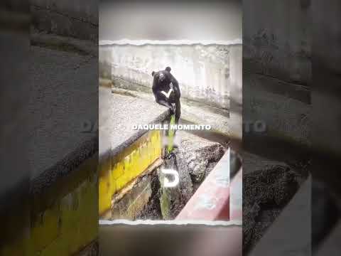 Esse urso foi ignorado até que um turista fez isso ❤