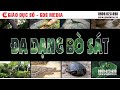 Khám Phá Thế Giới Bò Sát và Thực Vật