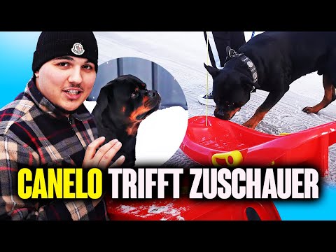 Canelo fährt Schlitten mit Überraschung ❄️🛷