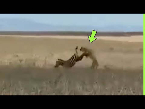 INACREDITÁVEL ZEBRA MATA LEÃO COM COICE