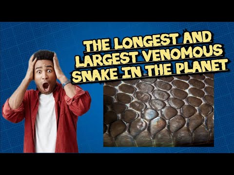 Watch out! The King Cobra: Longest Venomous Snake in the World