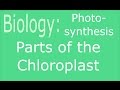 Photosynthesis Concepts and Processes