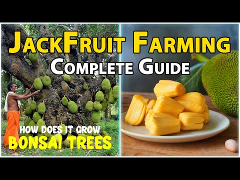 Jack Fruit Farming - Complete Guide