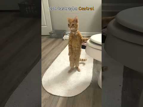 Cat tastrophe Central