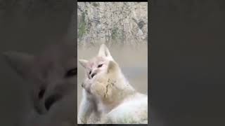 Bison Or Wild Yak One Of The Most Strongest Wild Life Animals Documentary