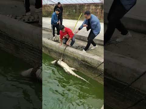 How crocodiles are raised on farms #shorts #crocodiles