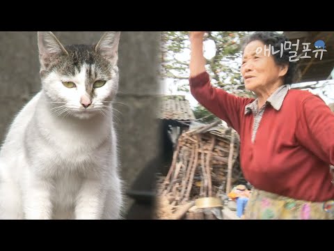 밖으로 내쫓더니 갑자기 고양이 밥 챙겨주는 츤데레 할머니 I KBS 남도지오그래피 111026 방송