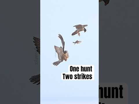 Peregrine Falcon pair train their young with an epic live hunt #peregrinefalcon #birdofprey