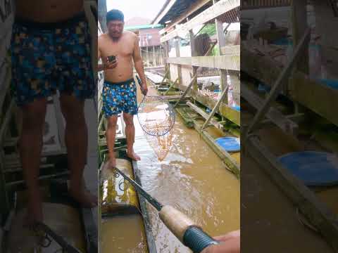 BAWAL LIAR MONSTER BIKIN HEBOH WARGA ? #fishing #mancing #fish