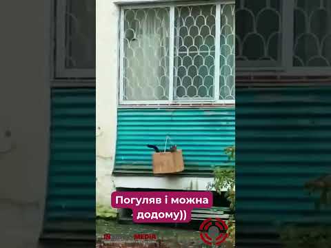 😻😻Погуляв і можна додому) #тварини #смішнівідео